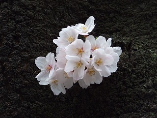力強く咲き誇る桜の花